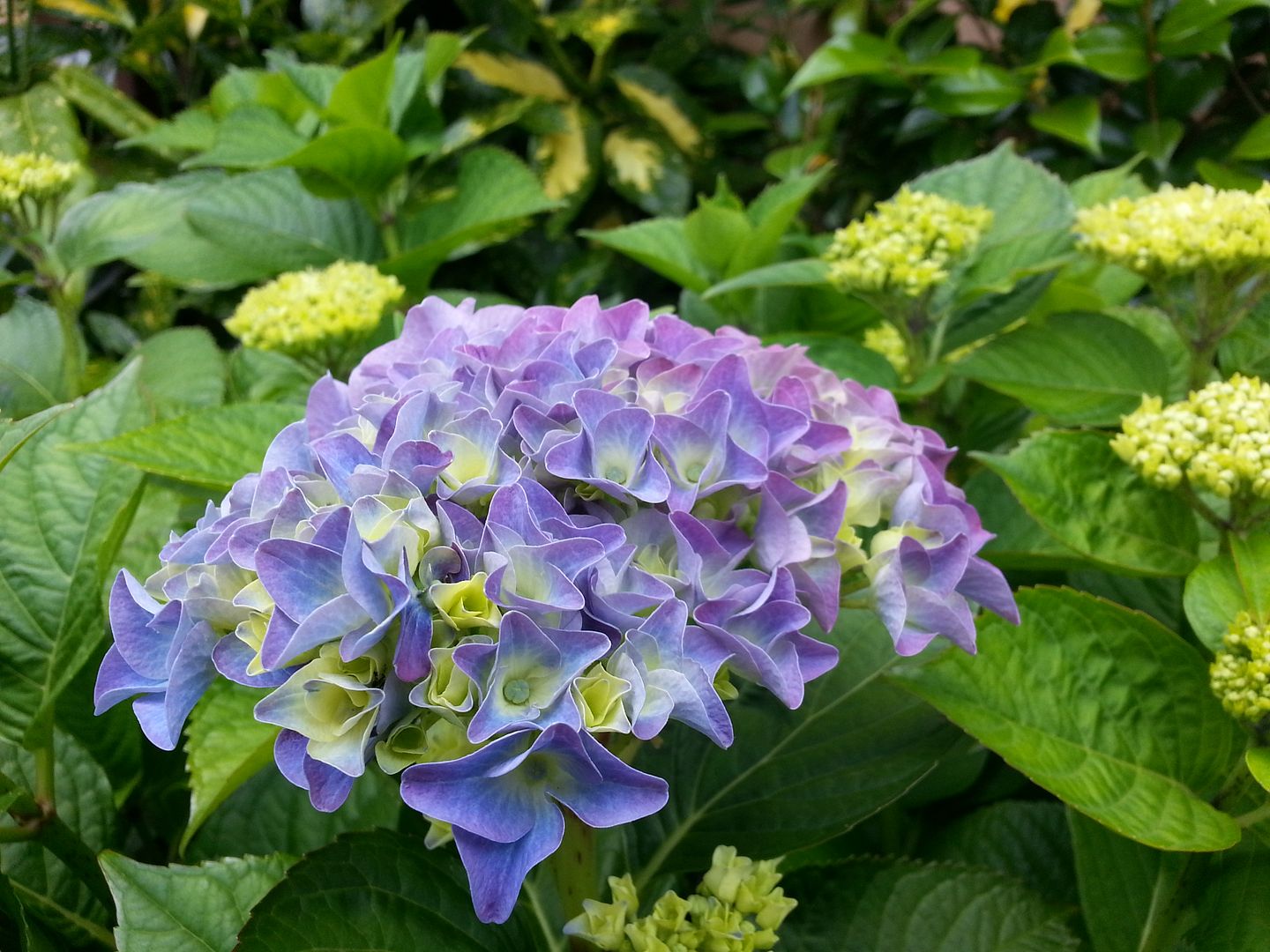  photo 20140622_133830_zps3bohu4sm.jpg